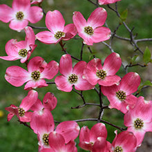 Load image into Gallery viewer, Cornus florida Rubra
