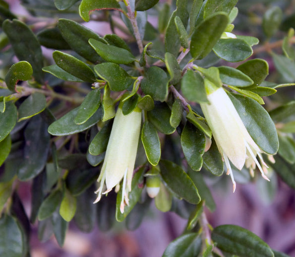 Correa glabra