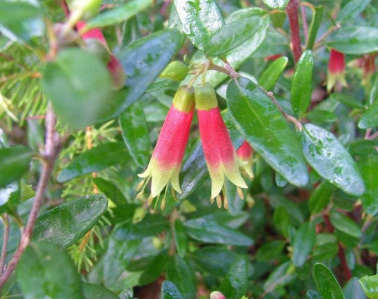Correa glabra Red