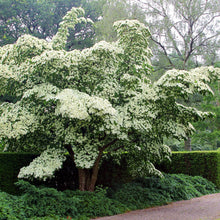 Load image into Gallery viewer, Cornus kousa Wolf Eyes
