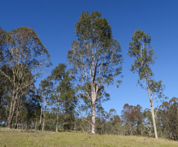 Corymbia maculata Spotted Gum