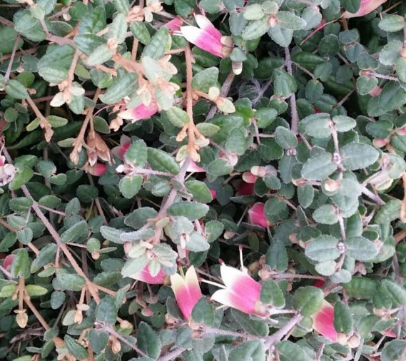 Correa reflexa Mallee Bells