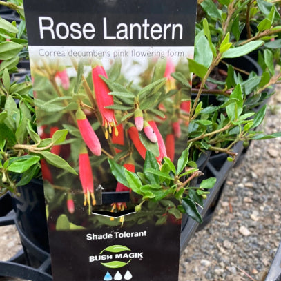 Correa Rose Lantern