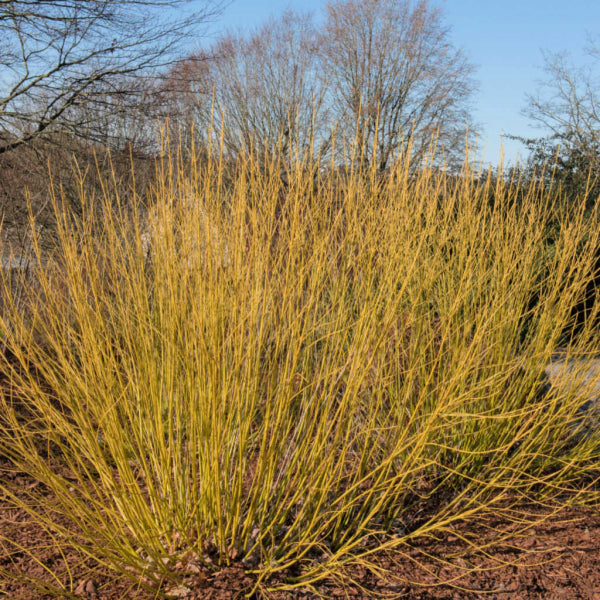 Yellow Stemmed Dogwood