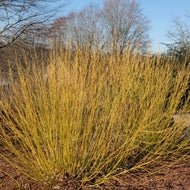 Yellow Stemmed Dogwood