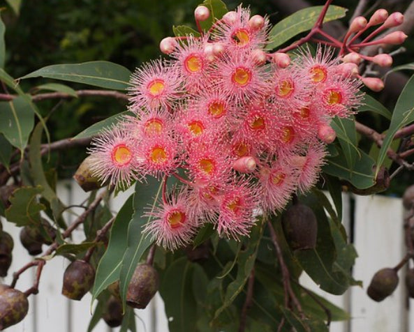 Corymbia ficifolia 'Summer Beauty' Grafted