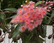 Corymbia ficifolia 'Summer Beauty' Grafted