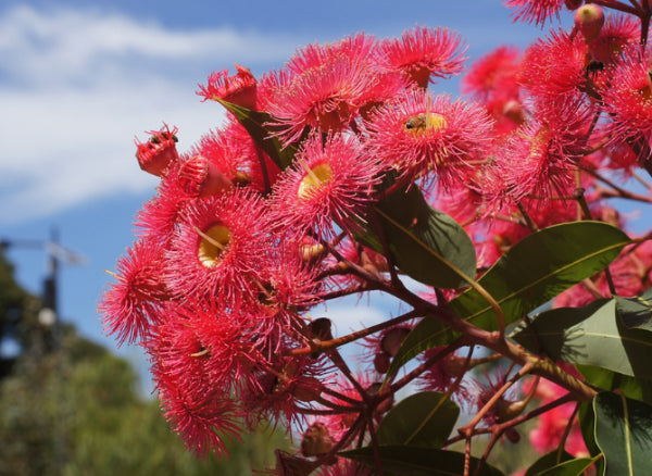 Corymbia ficifolia 'Summer Red' Grafted