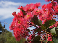 Corymbia ficifolia 'Summer Red' Grafted