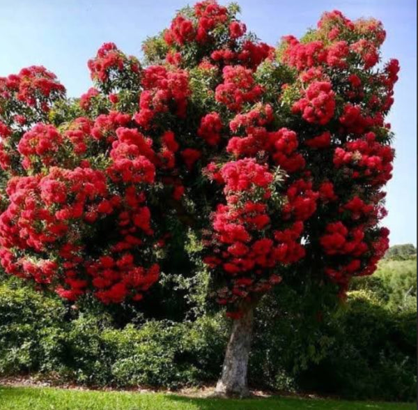 Corymbia ficifolia 'Summer Red' Grafted