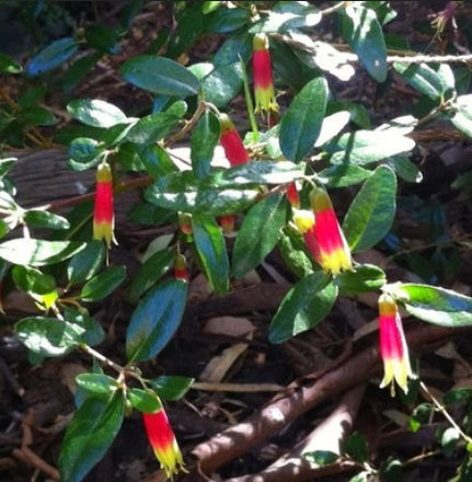 Correa Tucker Time Dinner Bells