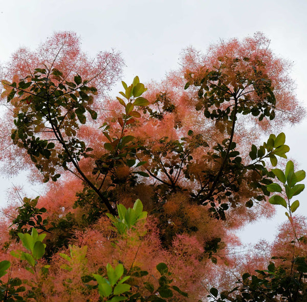 Cotinus coggygria x obovatus Flame