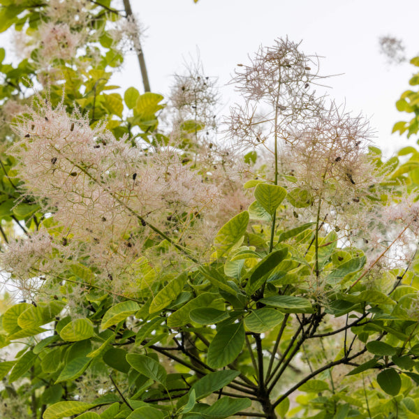 Cotinus coggygria Golden Spirit Smoke Bush