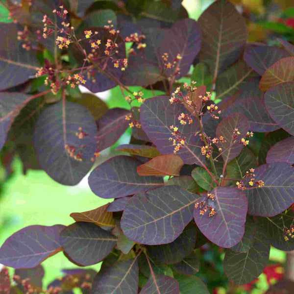 Cotinus Grace Smoke Bush