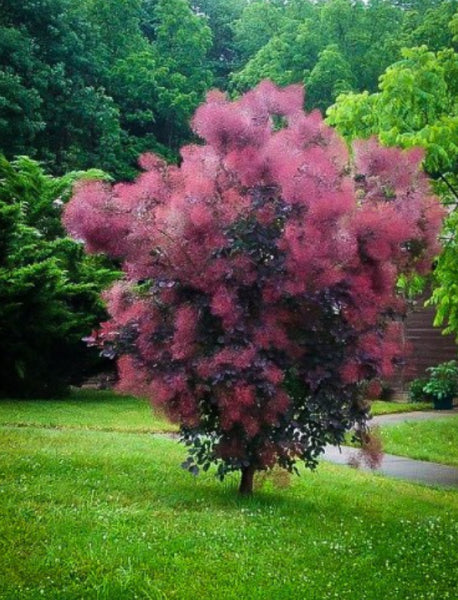 Cotinus Grace Smoke Bush