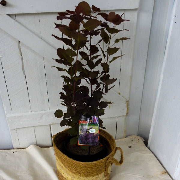 Cotinus coggygria Royal Purple Smoke Bush