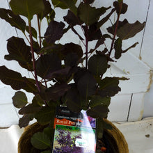 Load image into Gallery viewer, Cotinus coggygria Royal Purple Smoke Bush
