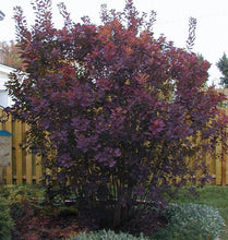 Load image into Gallery viewer, Cotinus coggygria Royal Purple Smoke Bush
