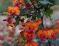 Chorizema varium Paxton Fire Sticks