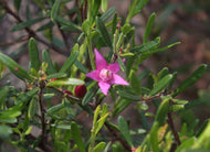 Crowea exalata Grand Star