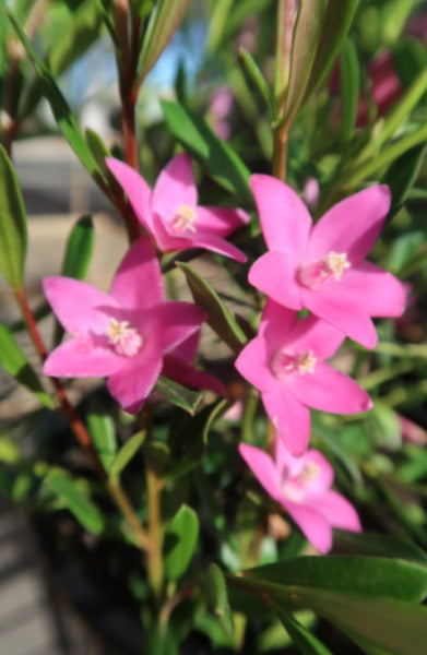 Crowea Little Rockstar