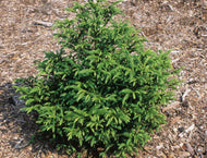 Cryptomeria japonica Pygmaea