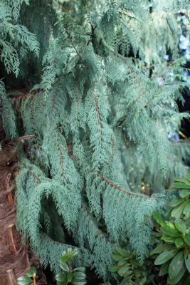 Cupressus cashmeriana Blue Cascade
