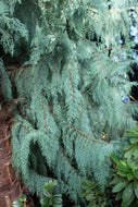 Cupressus cashmeriana Blue Cascade