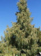 Cupressus cashmeriana Gold Cascade