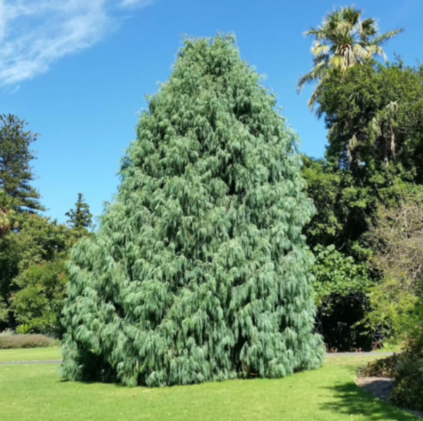 Cupressus cashmeriana Silver Shadow