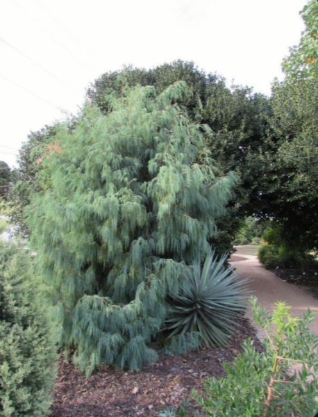 Cupressus cashmeriana Silver Shadow