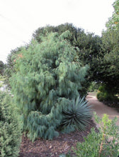 Load image into Gallery viewer, Cupressus cashmeriana Silver Shadow

