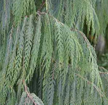 Load image into Gallery viewer, Cupressus cashmeriana Silver Shadow
