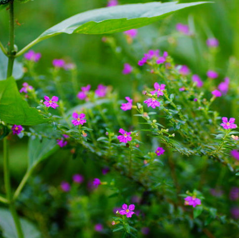 Cuphea hyssopifolia Robs Mauve