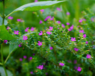 Cuphea hyssopifolia Robs Mauve