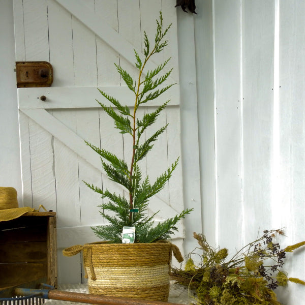 Cupressocyparis leylandii Leighton Green