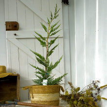 Load image into Gallery viewer, Cupressocyparis leylandii Leighton Green
