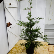 Load image into Gallery viewer, Cupressocyparis leylandii Leighton Green
