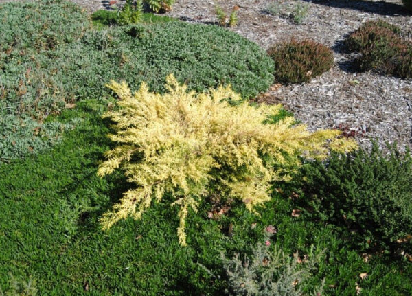 Cupressus macrocarpa Golden Halo