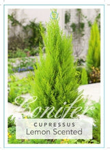 Load image into Gallery viewer, Cupressus macrocarpa Lemon Scent
