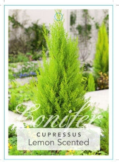 Cupressus macrocarpa Lemon Scent