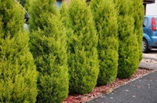 Load image into Gallery viewer, Cupressus macrocarpa Lemon Scent
