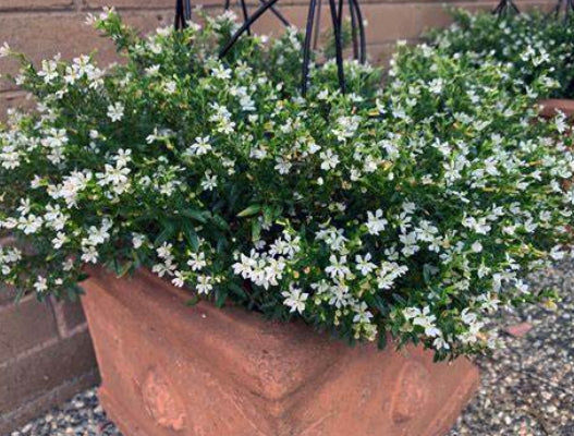 Cuphea Mad Hatter White