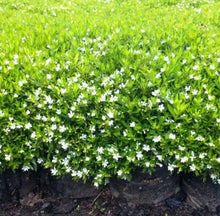 Load image into Gallery viewer, Cuphea Mad Hatter White
