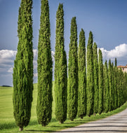 Cupressus sempervirens Glauca