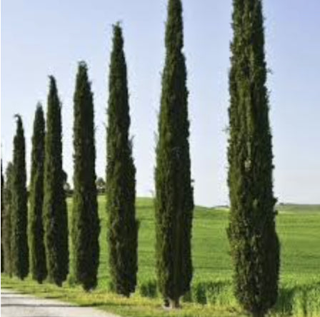 Cupressus sempervirens Stricta