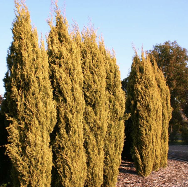 Cupressus sempervirens Swanes Gold