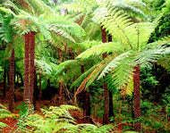 Cyathea australis