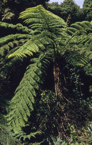 Cyathea australis