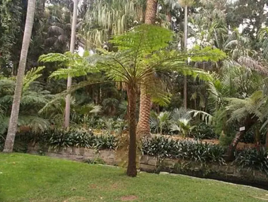 Cyathea brownii Norfolk Island Tree Fern